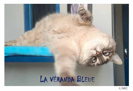 NEIGE_La Véranda Bleue