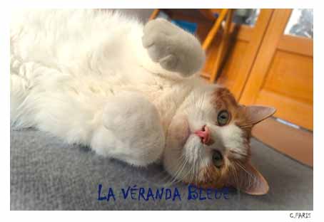 PEPITO_La Véranda Bleue